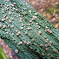 Fairy Puke -  - 