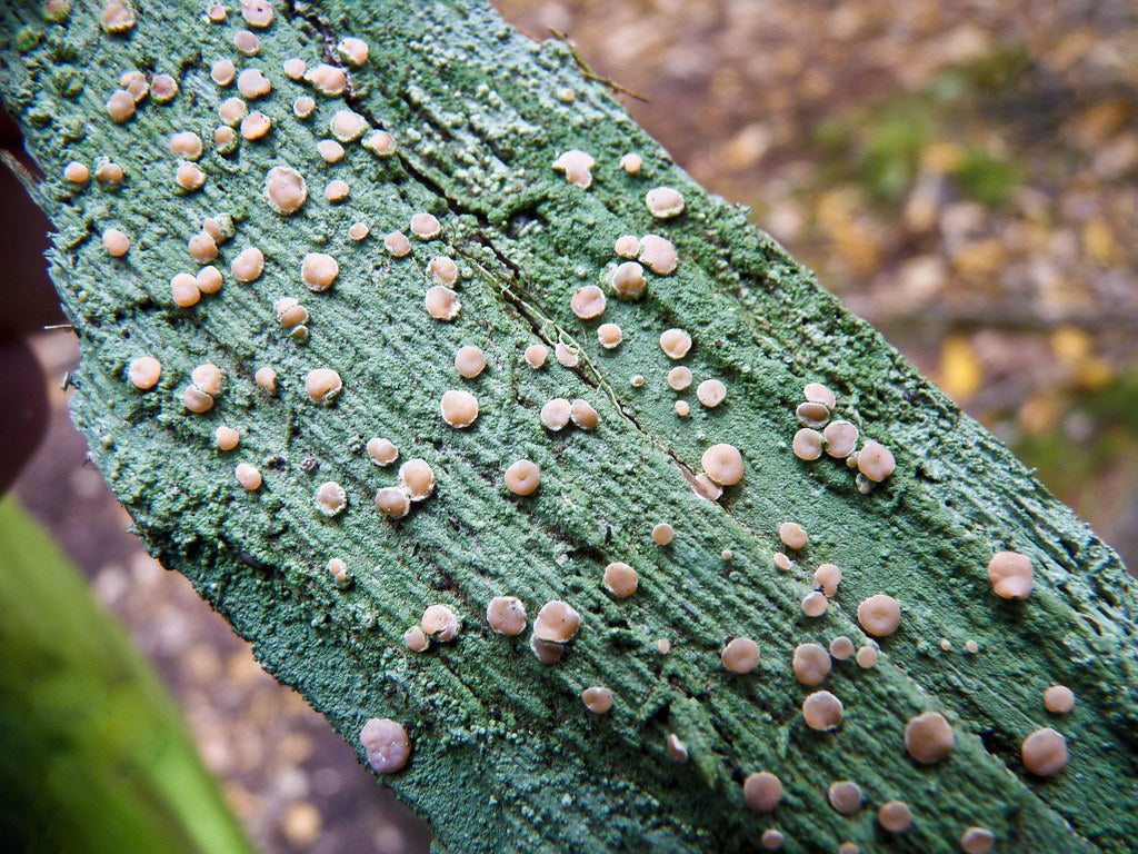 Fairy Puke -  - 