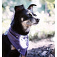 Pet Bandana | Reversible Celestial Print Black White Snap Closure - Rogue + Wolf - Pet Bandanas